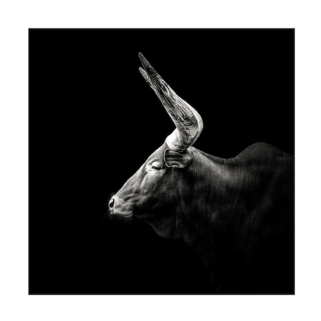 Christian Meermann 'Watusi' Canvas Art, 14x14